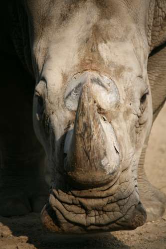 Das Horn eines Breitmaulnashorn - zum Glück noch unverarbeitet!