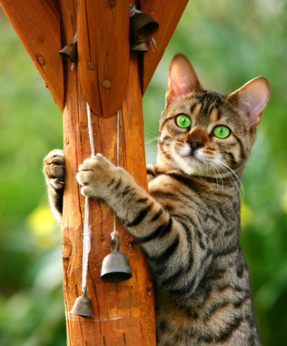 Diese Katze holt gerade ihre Glöckchen ab - Foto: © marilyn barbone - Fotolia.com