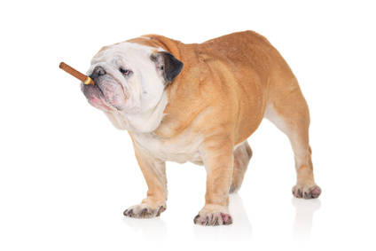 A bulldog with a cigar isolated on a white background