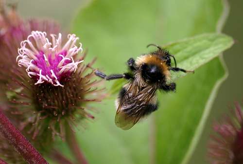 Hummel_Distel_01_A