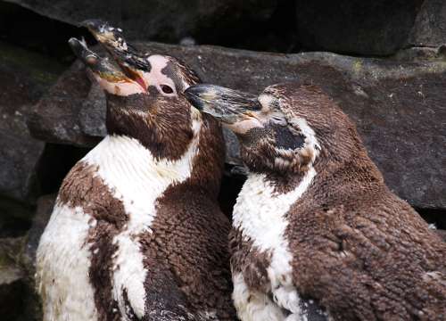 Jugendliche Humboldt-Pinguine