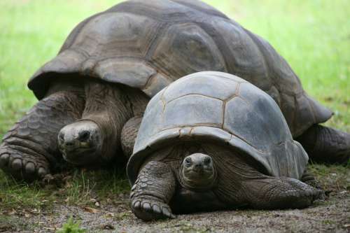 Diese Schildkröten dürfen in Bourbon nicht rennen.