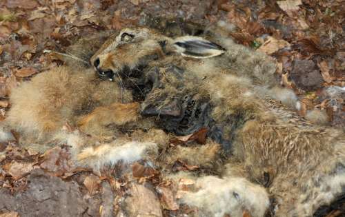 Dieser Hase wurde nicht in Kansas erlegt.