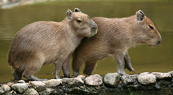 Wasserschweine (Jungtiere) - Foto: © Martina Berg 