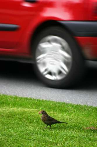 Vorfahrt für die Amsel in Utah