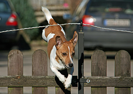 Ein Terrier auf Wanderschaft - Foto: Martina Berg