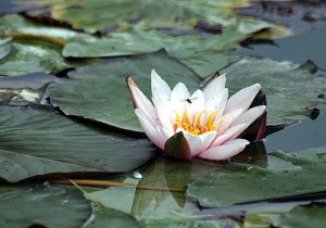 Seerose