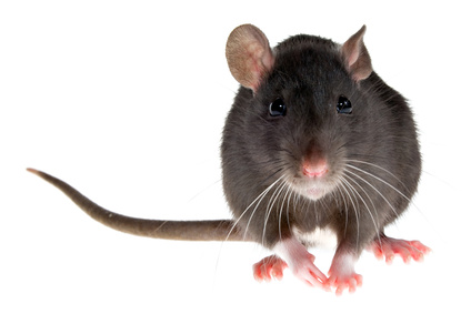 Ratte - Foto: © Oleg Kozlov - Fotolia.com