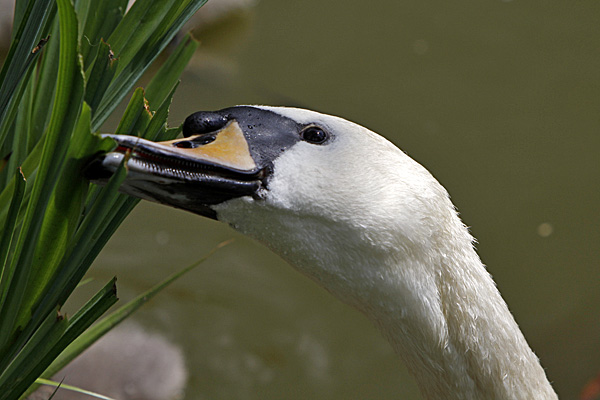 Grünzeug fressender Höckerschwan - Foto: © Martina Berg