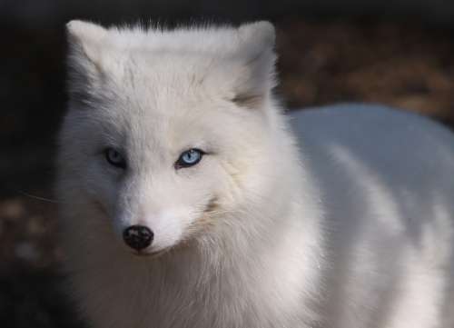 Polarfuchs-Weibchen im Tierpark Bad Pyrmont - Foto: © Martina Berg 