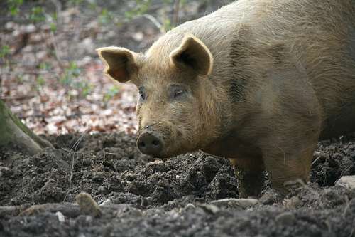 Eichelschwein_quer_01