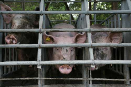 Schweine_Stall_quer_03