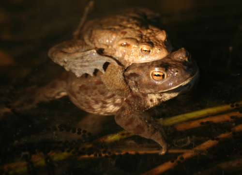 Wird nicht ganz so groß wie ein Goliathfrosch: unsere heimische Erdkröte (Weibchen werden bis zu 12 cm lang, Männchen etwa 9 cm)