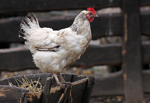 Weißes Huhn auf einem Strohwagen