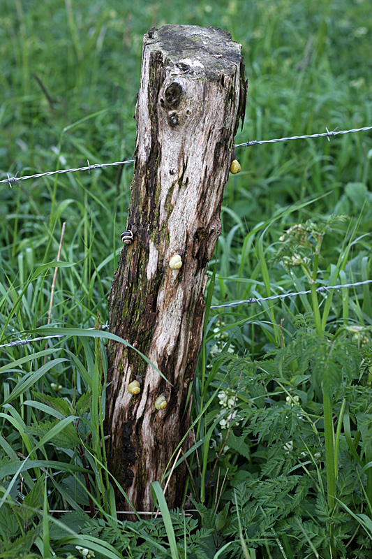 Schnecken_Baumpfahl