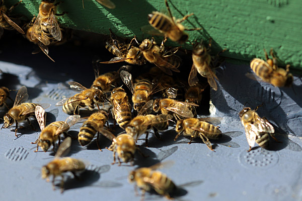 Die emsigen Produzenten dürfen hier natürlich auch nicht fehlen: Honigbienen am Einflugloch | Foto: © Martina Berg 