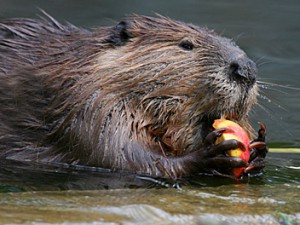 Gewinnchancen Im Online Casino – So Viel Geld Lässt Sich Wirklich Verdienen | Kuriose Tierwelt Gewinnchancen Im Online Casino – So Viel Geld Lässt Sich Wirklich Verdienen | Kuriose Tierwelt