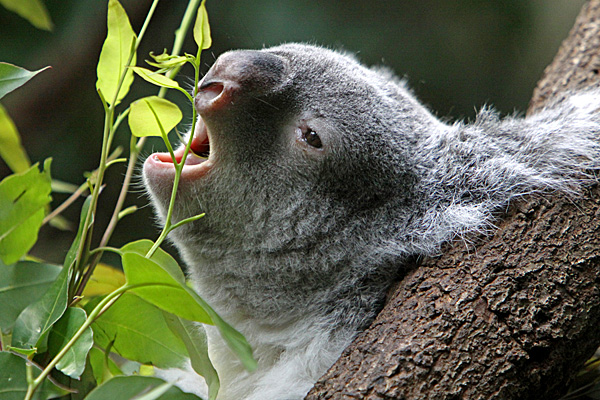 Fressender Koala