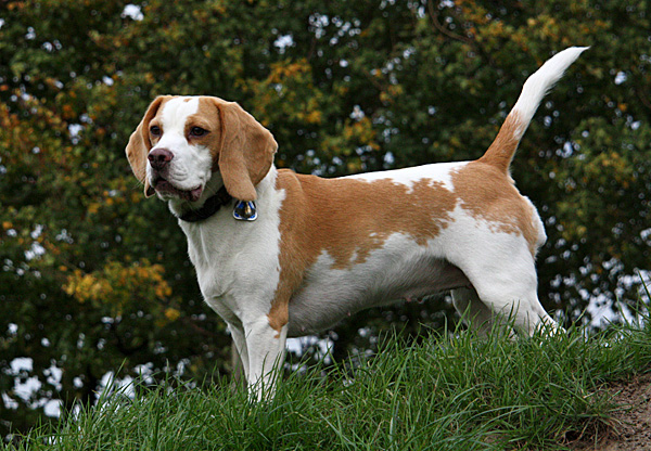 Beagle - Foto: © Martina Berg 