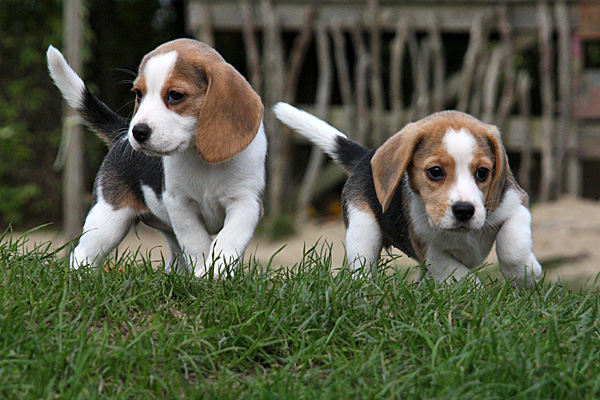 Zwei Beagle-Welpen - Foto: © Martina Berg