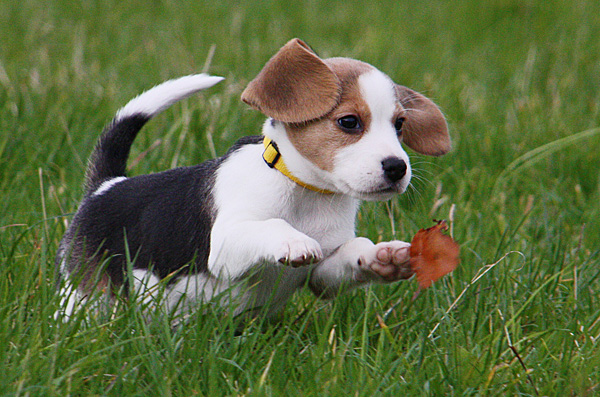 Verspielter Beagle-Welpe - Foto: © Martina Berg 