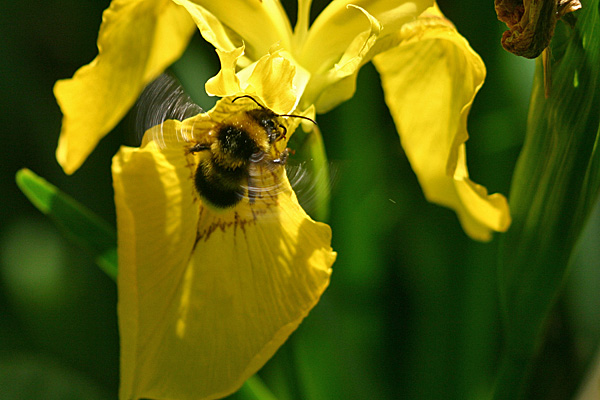 Hummel im Flug vor einer Wasserlilie - Foto: © Martina Berg