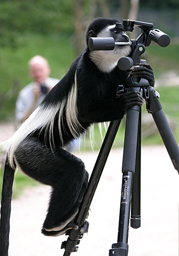 Guereza untersucht Stativ - Foto: © Martina Berg 