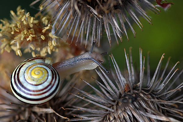 Gartenbänderschnecke - Foto: © Martina Berg 