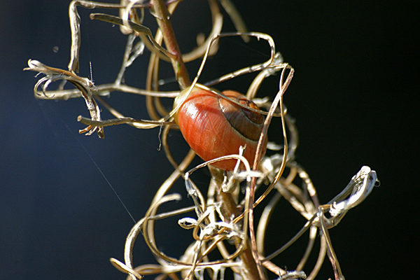 Bänderschnecke an trockener Pflanze - Foto: © Martina Berg 