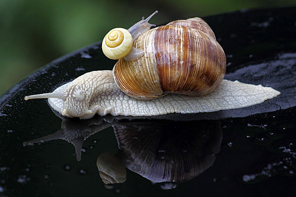 Bänderschnecke auf Weinbergschnecke - Foto: © Martina Berg 