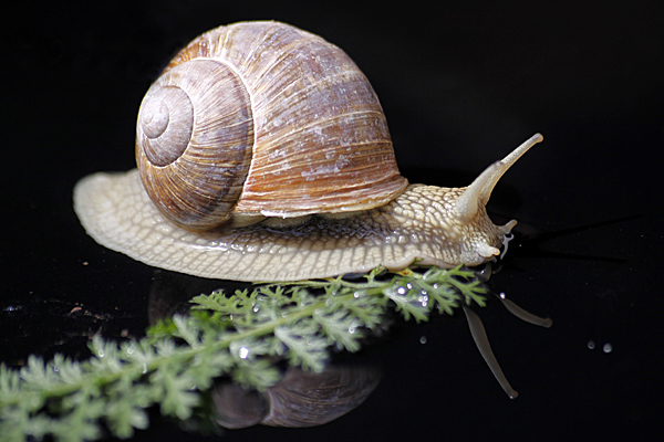 Weinbergschnecke - Foto: © Martina Berg 