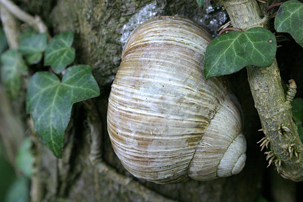 Weinbergschnecke im Trockenschlaf an einem Baumstamm - Foto: © Martina Berg