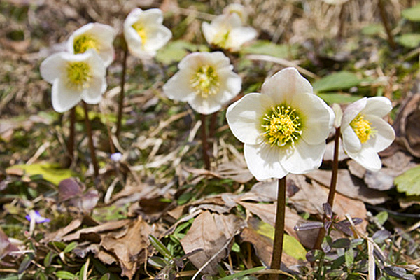 Christrosen | © Svenni - Fotolia.com