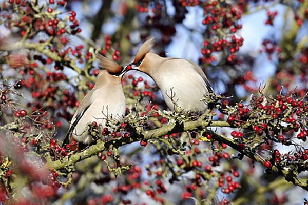 Seidenschwänze | Foto: © Erni - Fotolia.com