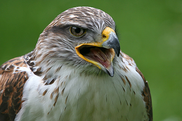 Königsrauhfußbussard | Foto: © Martina Berg 