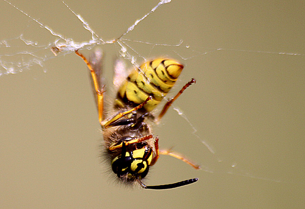 Tote Wespe in einem Spinnennetz