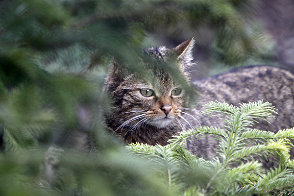 Wildkatze | Foto: © Martina Berg 