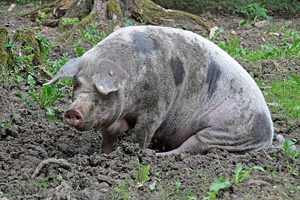 Bentheimer Landschwein | Foto: © Martina Berg 