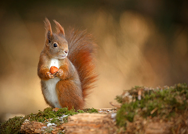 Und das soll der Teufel sein? - © natureimmortal - Fotolia.com