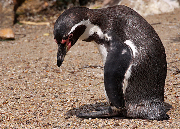 Trariger Pinguin - Foto: © Martina Berg 