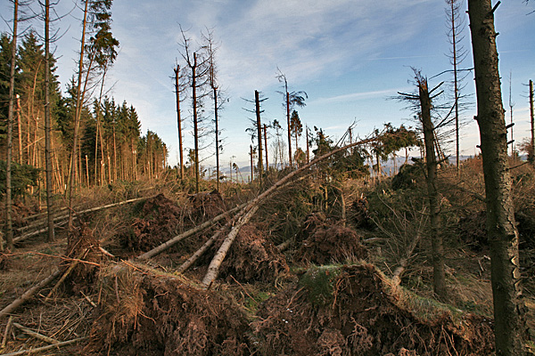 Windbruch in einem Fichtenwald - Foto: © Martina Berg 