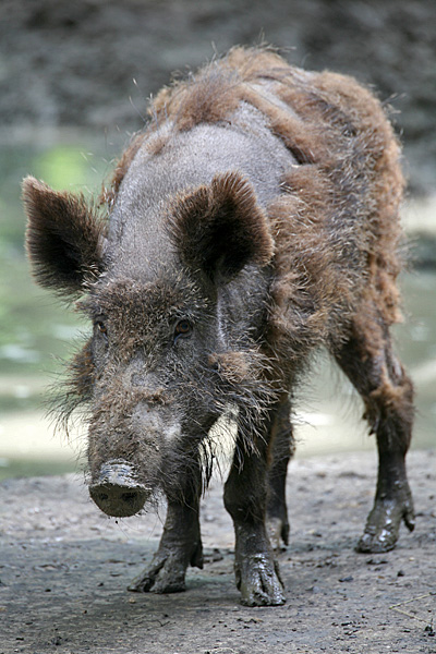 Wildschwein im Haarwechsel | Foto: © Martina Berg 