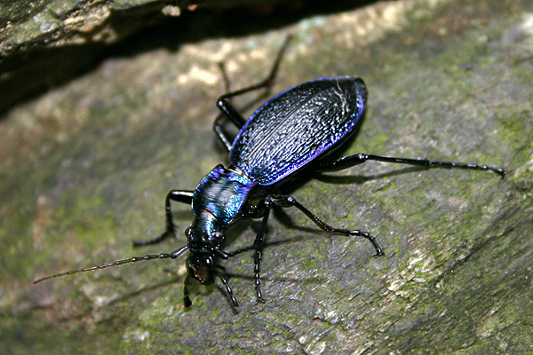 Unser einheimischer Blauer Laufkäfer überlebt solch eisige Temperaturen nicht - Foto: © Martina Berg 