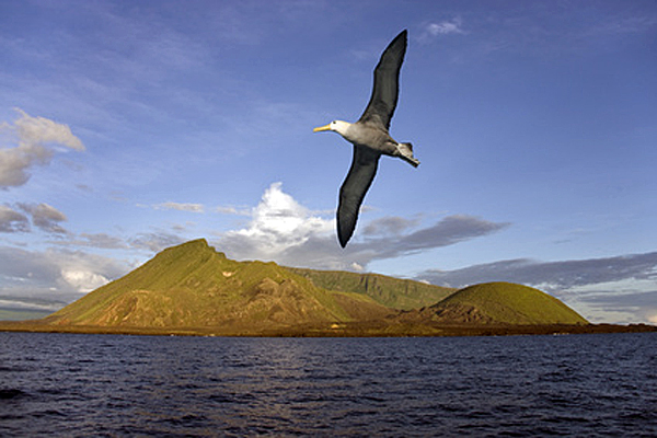 Fliegender Albatros - Foto: © mrallen - Fotolia.com