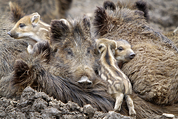 Wildschwein-Großfamilie - Foto: © Martina Berg 