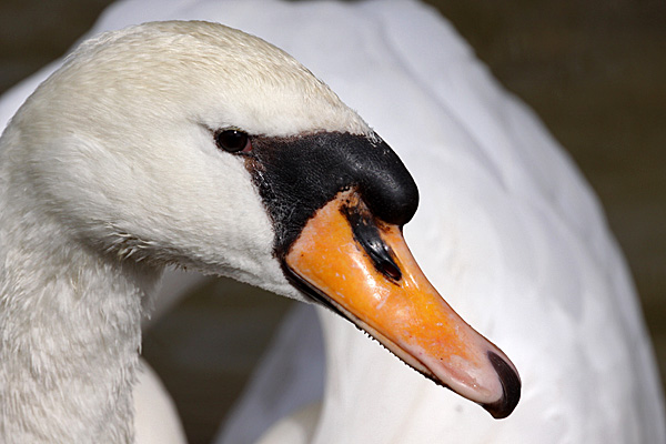 Höckerschwan - Foto: © Martina Berg 