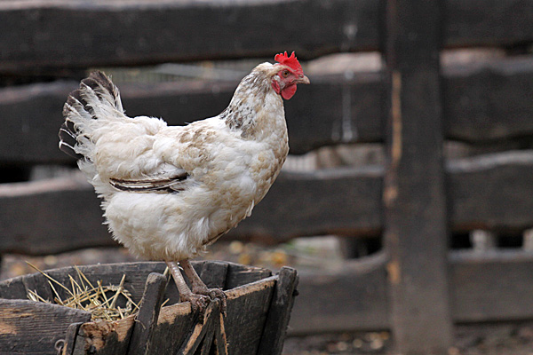 Weißes Huhn auf einem Strohwagen