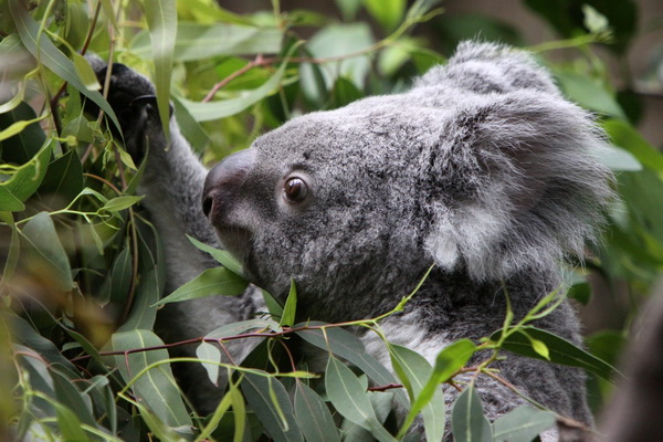 Koala