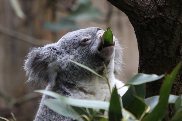 Koala