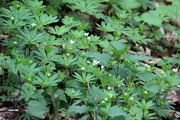 Waldmeister - Foto: © Martina Berg 